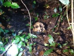 Warga Temukan Tengkorak Manusia di Hutan Belukar Peninjauan Raya